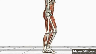 Gait cycle animation: toe-off at the beginning and heel-strike at the end